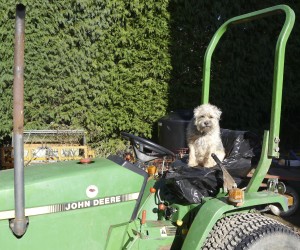 Holbrook Hound on Tractor