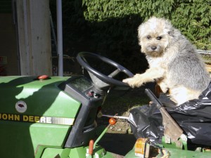 Jack the Holbrook Hound